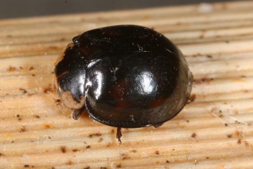 Harmonia axyridis